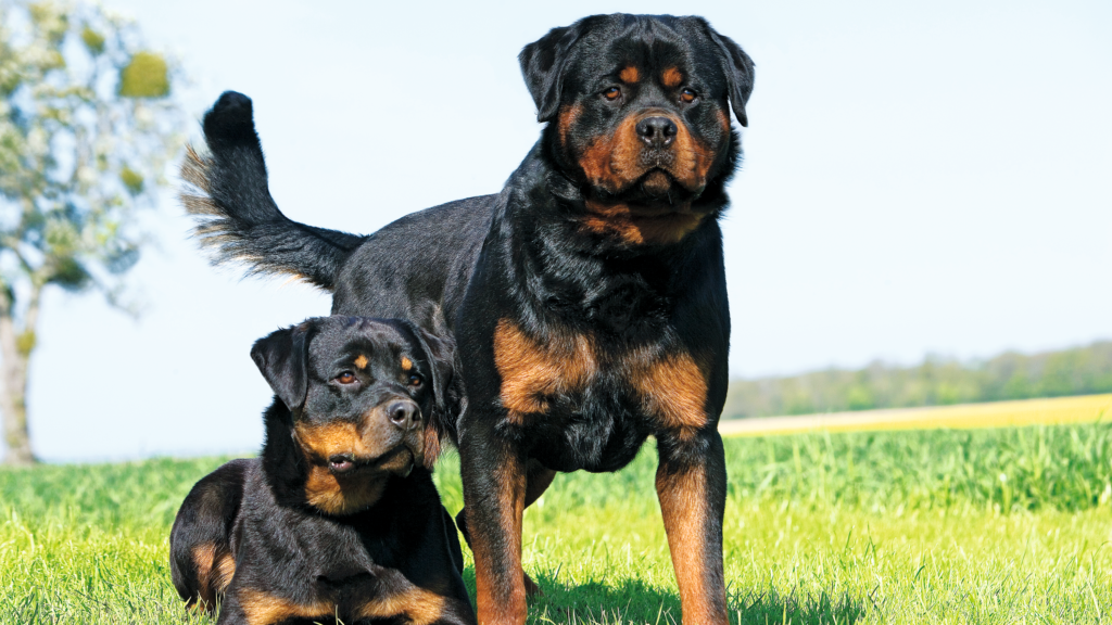 Rottweiler puppies for sale Chicago IL