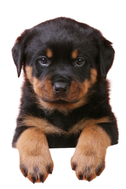 Rottweiler puppies for sale